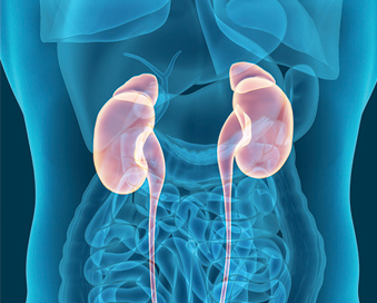 Graphic of kidney organ Graphic of kidney organ